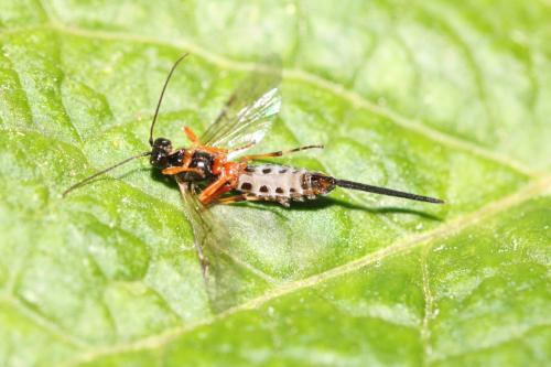 Scambus calobatus